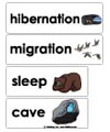 winter animals word wall