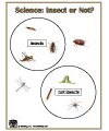 Science - Insect or Not?