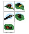 Ladybug life cycle printables
