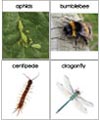Bugs Alphabet Printables