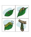 Butterfly life cycle printables