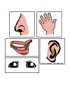 The five senses lesson