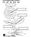 parts of a plant printables