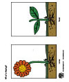 plants science activity