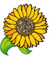 flower and plants activities