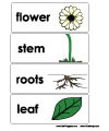 flower and plant word wall