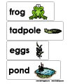 frog and pond word wall