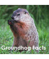 groundhog facts