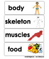 My body health and nutrition word wall