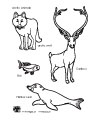 arctic printables