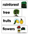rainforest word wall