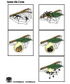 spider life cycle