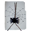 spider activity
