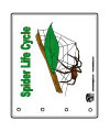 spider booklet