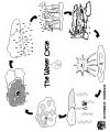 water cycle printable