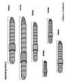 Worm activities and printables