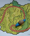 Snails activities and games