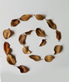 Snail spiral activity