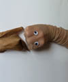 worm science and craft