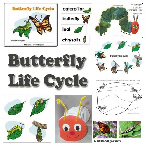 Preschool butterfly and caterpillar life cycle science lesson and activities