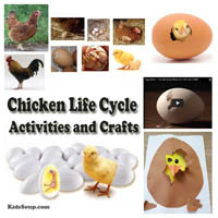 Preschool Kindergarten Chicken Life Cycle Science Activities