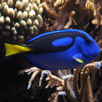Dory Blue Tang Science Facts and Pictures for preschool