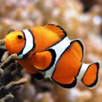 Nemo clown fish science activity preschool