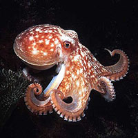 Hank the friendly octopus  science facts and pictures