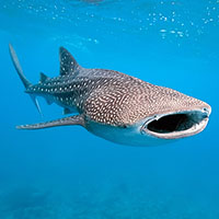 Destiny the Whale Shark Facts and Pictures