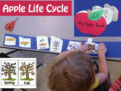 Apple life cycle science lesson and activities for preschool and kindergarten