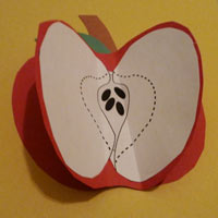 Parts of an apple preschool kindergarten craft