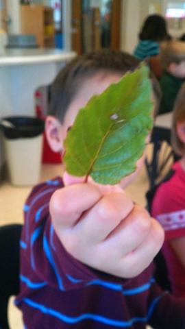 Leaves and fall preschool lesson and activities