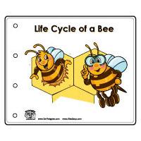 Preschool Bee Life Cycle Booklet, Lesson, and Printables
