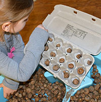 Acorns Sorting and Counting preschool activity