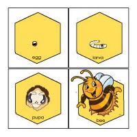 Life Cycle of a Honey Bee preschool science lesson