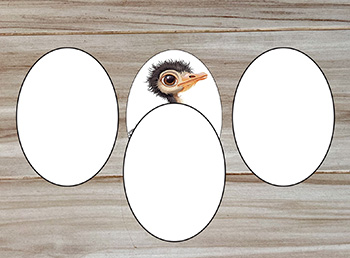 What animal hatched from the egg? Concentration and circle game for preschool