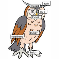 owl kindergarten worksheet