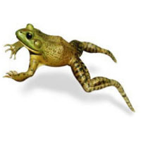 Frogs Crafts, Activities, Games, and Printables | KidsSoup