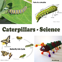 Caterpillar Science activities and printables for preschool and kindergarten