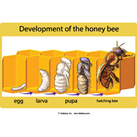Development of a Honey Bee Poster