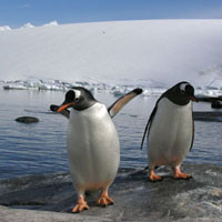 Penguin Preschool Activities, Games, and Lessons | KidsSoup