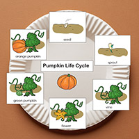 Pumpkin life cycle preschool science lesson and printables