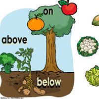 Vegetable Chart For Kindergarten