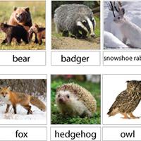 The Mitten Animal Facts preschool science