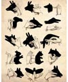 Hand Shadow Puppets