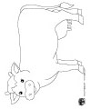 cow coloring page