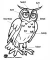 Owl Parts Coloring page