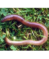 Earthworm facts