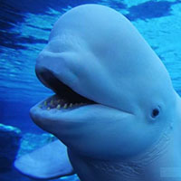 Bailey the Beluga Whale Facts and Pictures