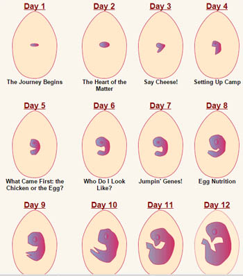 Chicken life cycle pictures and lesson for preschool and kindergarten